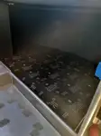 크루즈선 판매 중
