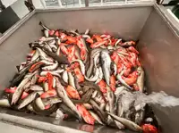 낚시 트롤 어선 판매용